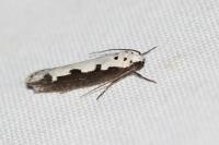 Ethmia bipunctella