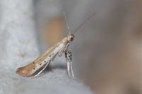 Aspilapteryx tringipennella
