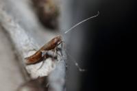 Caloptilia stigmatella