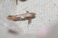 Caloptilia stigmatella