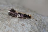 Monopis obviella