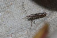 Dialectica scalariella