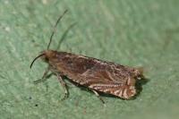 Ancylis comptana