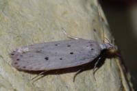 Nothris verbascella