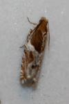Ancylis comptana