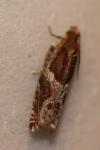 Ancylis comptana