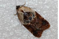 Acleris variegana