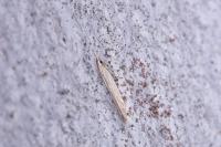 Coleophora