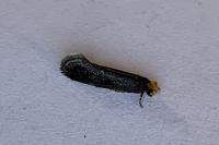 Cephimallota crassiflavella