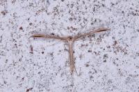 Emmelina monodactyla