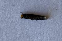 Cephimallota crassiflavella