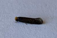 Cephimallota crassiflavella