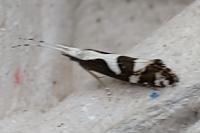 Eidophasia syenitella