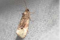 Hedya ochroleucana