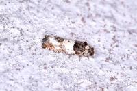 Epinotia thapsiana