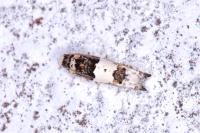 Epinotia thapsiana