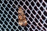 Endothenia gr. gentianaeana