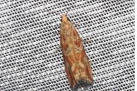 Bactra furfurana