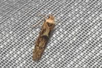 Blastobasis adustella