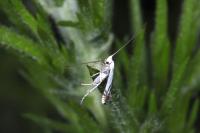 Lyonetia prunifoliella