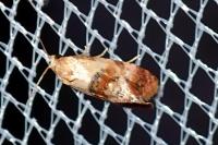 Neocochylis millierana