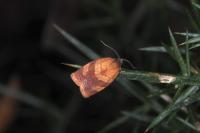 Cacoecimorpha pronubana