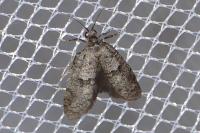 Penestoglossa dardoinella