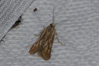 Brachodes funebris