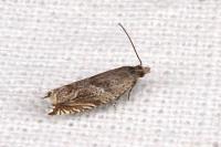Ancylis comptana