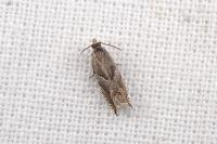 Ancylis comptana
