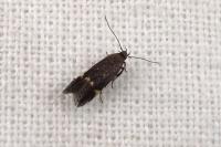 Aproaerema anthyllidella