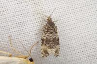 Celypha lacunana