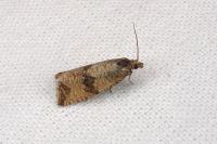 Celypha striana