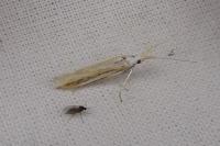 Coleophora