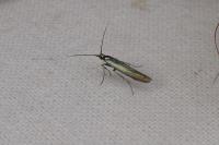 Coleophora