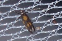 Euspilapteryx auroguttella