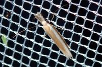 Pleurota aristella