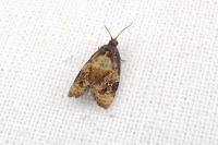 Ditula angustiorana