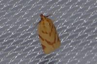 Clepsis pallidana