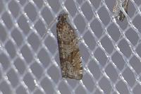 Rhopobota stagnana