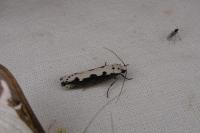 Ethmia bipunctella