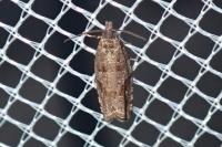 Rhopobota stagnana