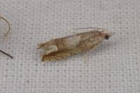 Eucosma conterminana