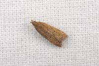 Helcystogramma lutatella