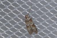 Blastobasis glandulella