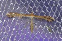 Oxyptilus