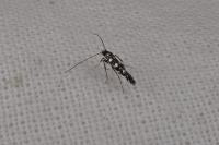 Parectopa ononidis