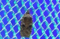 Agonopterix purpurea
