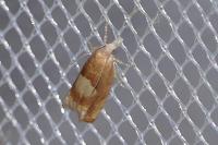 Eucosma conterminana
