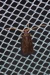 Lecithocera nigrana